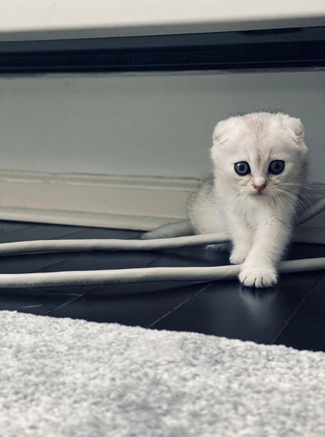 Chia Cat Explores New Home