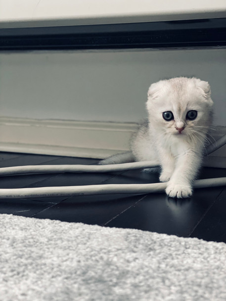 Chia Cat Explores New Home