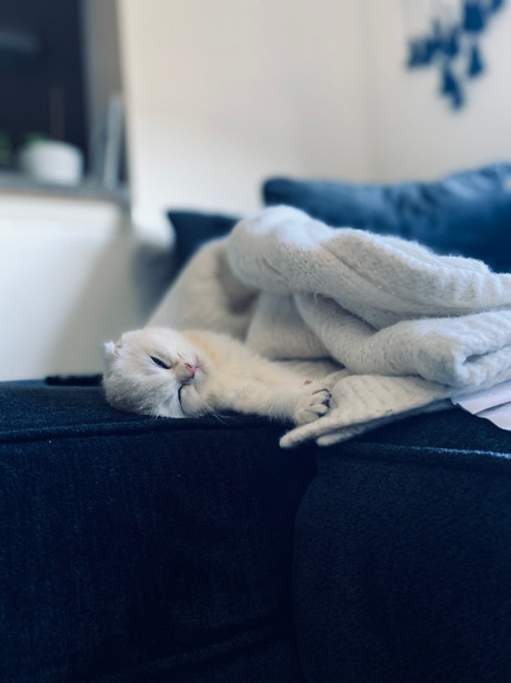Kitty Cat Nap