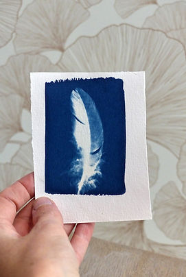Cyanotype représentant une plume