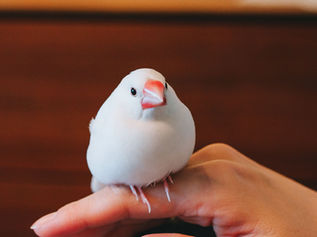 初心者向け文鳥の飼い方ガイド!