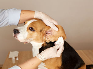 犬の耳掃除のやり方を解説!頻度や注意点、臭い対策