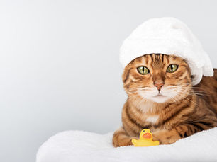 猫シャンプーのやり方完全ガイド!嫌がる子も安心のコツ