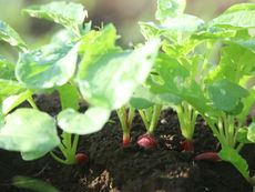 秋野菜家庭菜園ガイド!9月~11月植えの初心者おすすめ品種20選