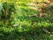 除草剤を撒くタイミング！天気・時期・時間帯の正解