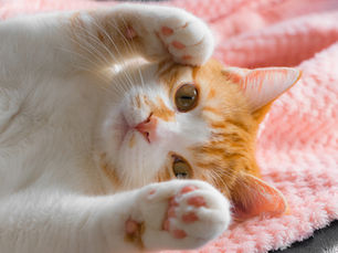 猫の爪とぎ完全ガイド|理由からしつけまで