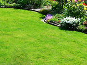 芝生肥料ガイド！時期・選び方・撒き方を初心者向けに解説