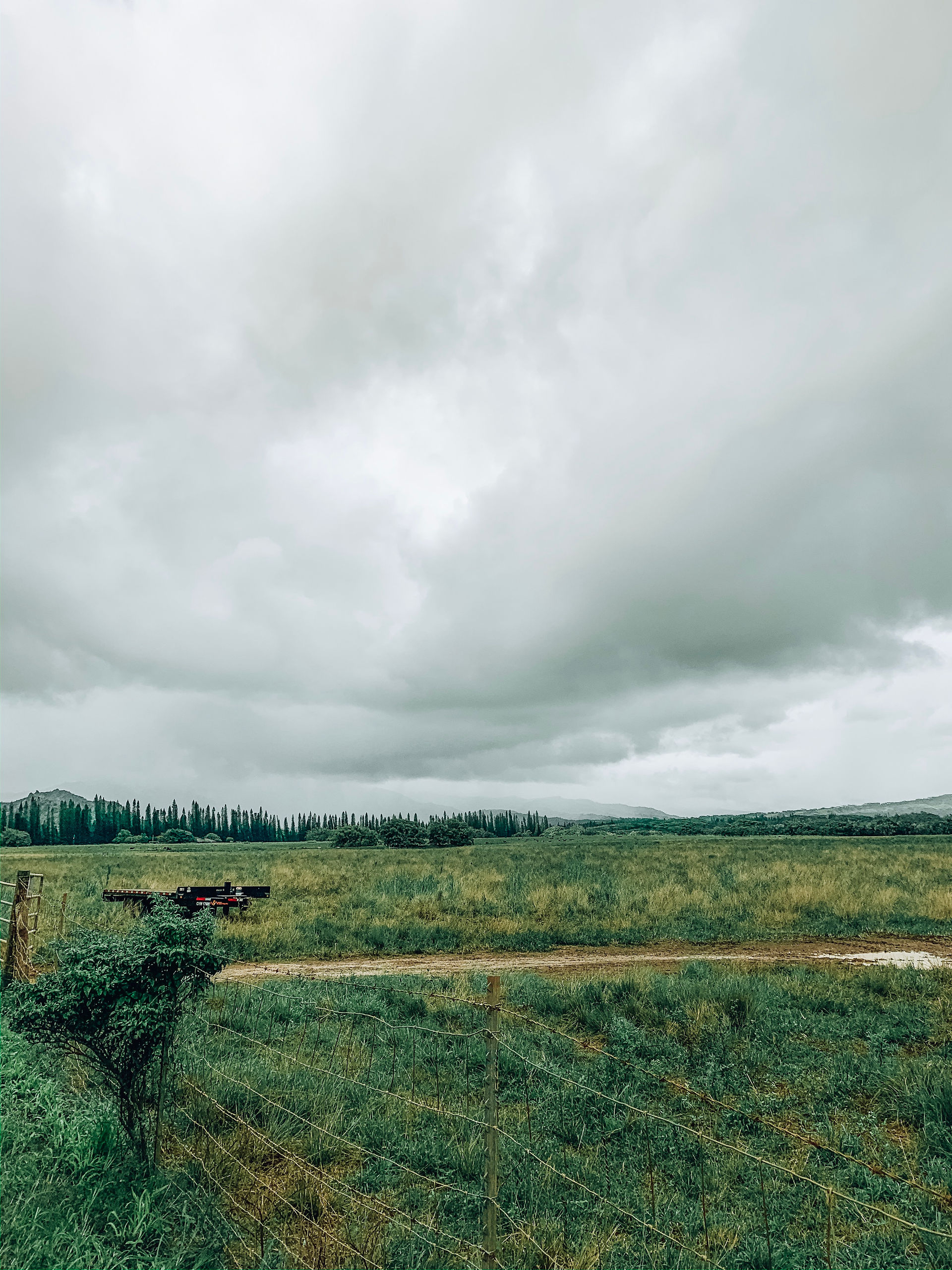 Overcast morning at Kipu Ranch with pine tree horizon.