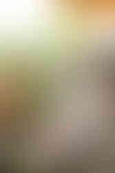 The newlyweds speak to their guests