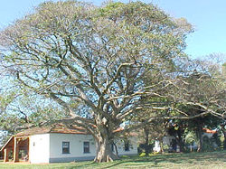 FAZENDA CHIAPETTA