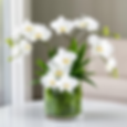 Elegant white orchid arrangement in glass vase