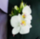 White orchid boutonniere