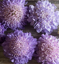 Scabiosa_OxfordBlue_Johnnys.jpg