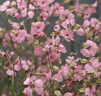 Saponaria_Pink Beauty.jpg