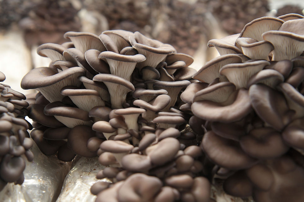 Blue Oyster 8975 150.JPG