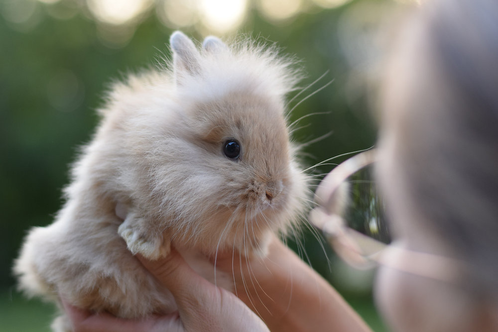Allergies and Bunnies! What you need to know...