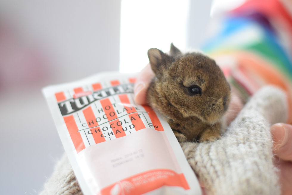 Miniature : CoCo