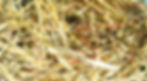 Miniature : Bunny Essential Starter Supplies