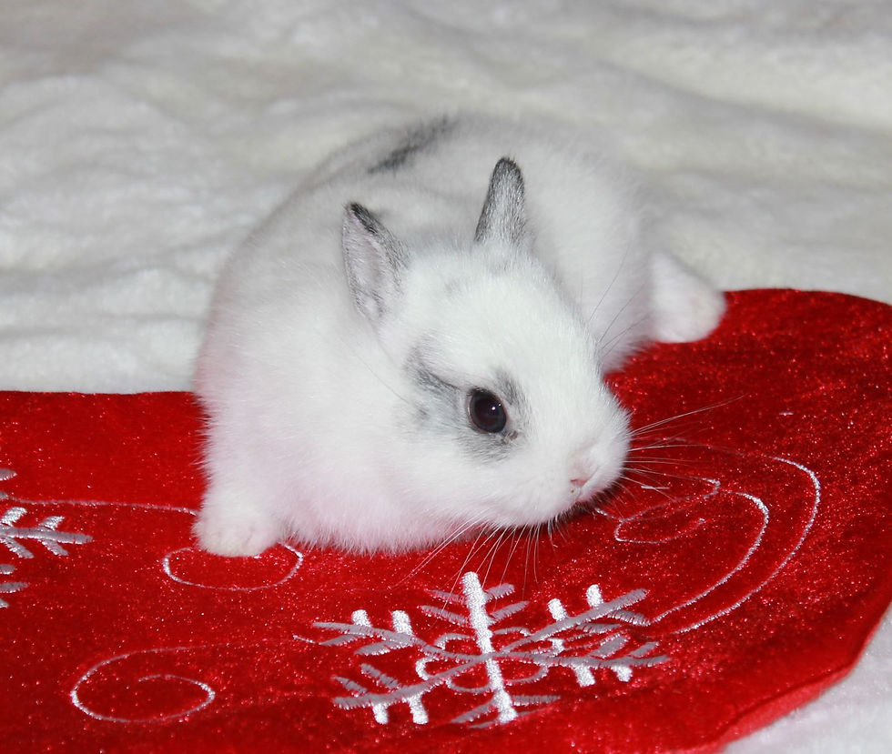 Thumbnail: Snowball