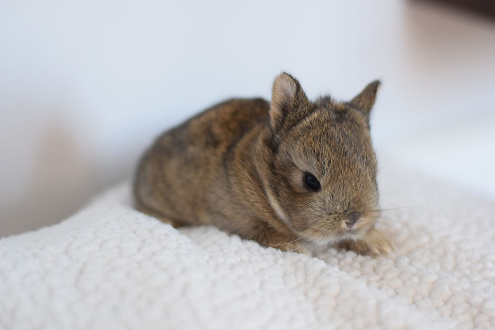 Miniature : Boo