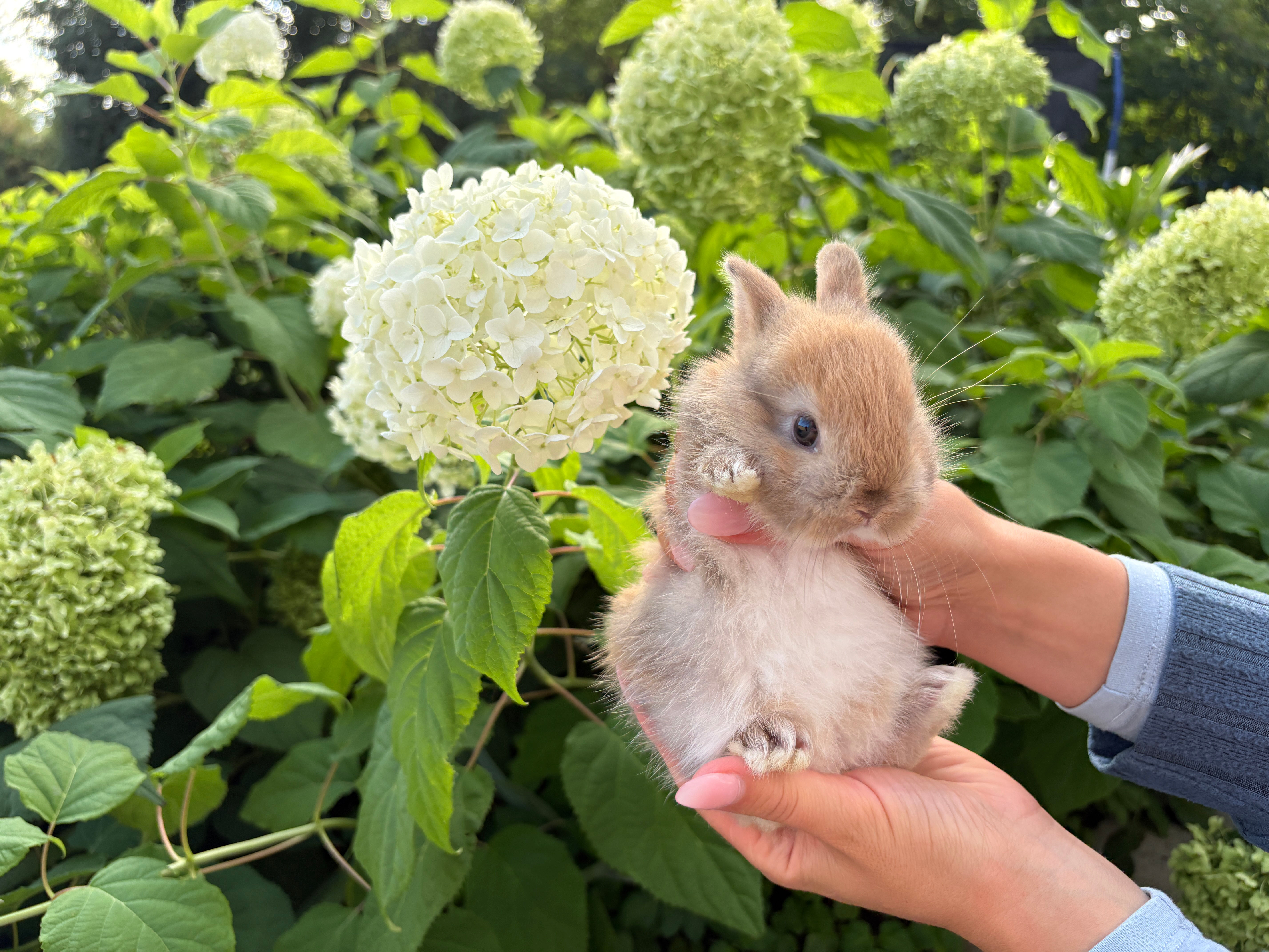 🧡 Donut 🍩 🫶 🐰 Blonde Grey Calico