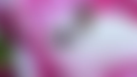 Get Hopping! How to Bond with Your Netherland Dwarf Bunny: Fun Activities for You and Your Furry Baby!