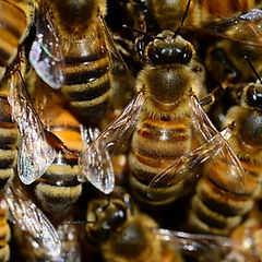 Bee Removal - Fast Pest Control.jpg