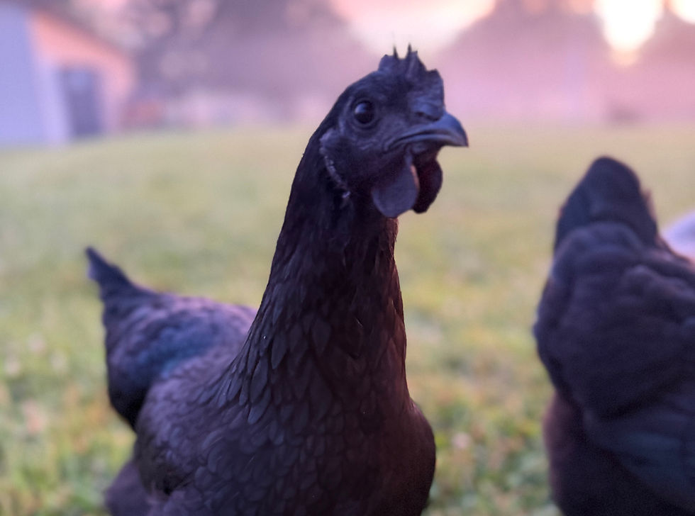 Cage Free Chicken Eggs