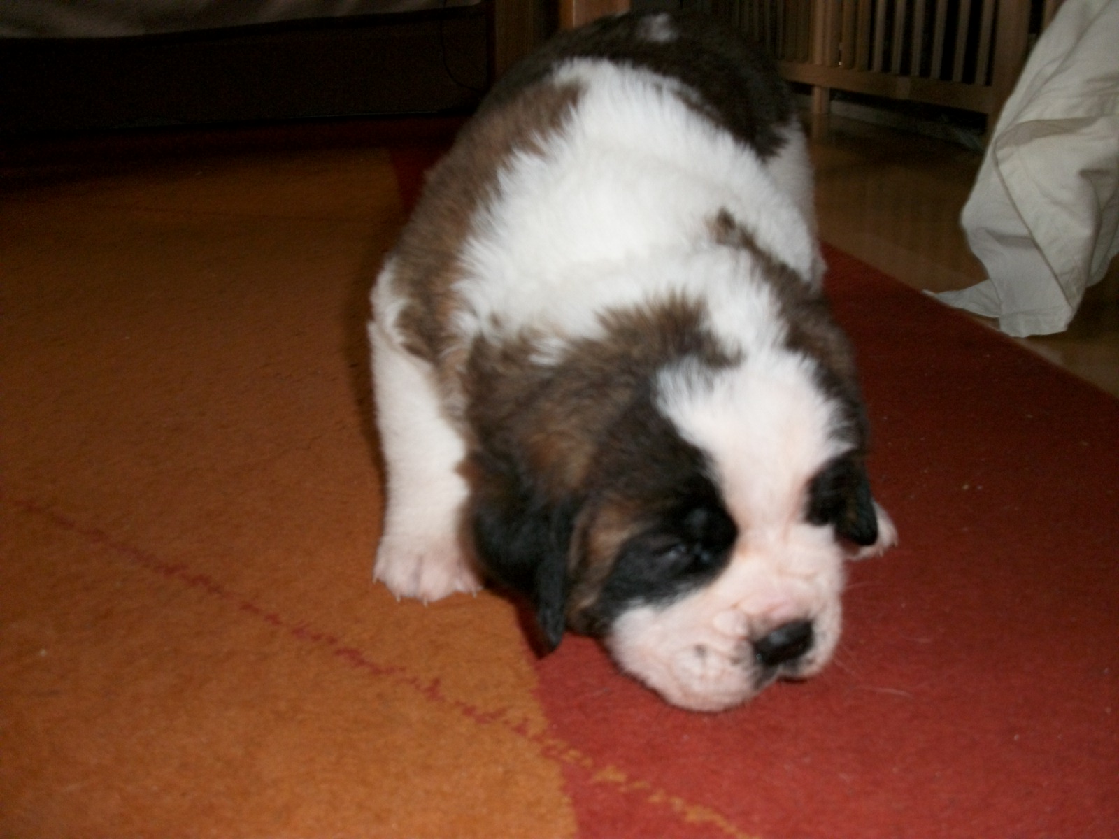 Welpen
