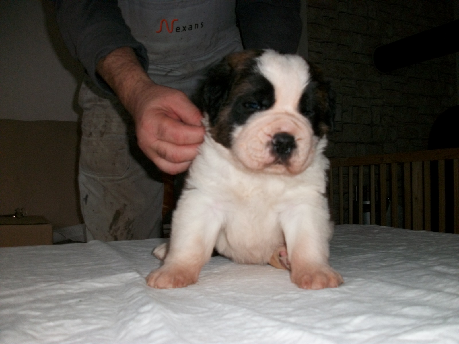 Welpen
