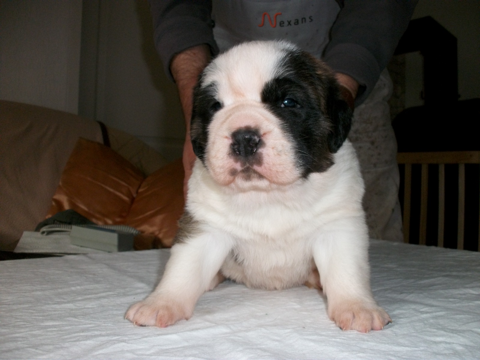 Welpen