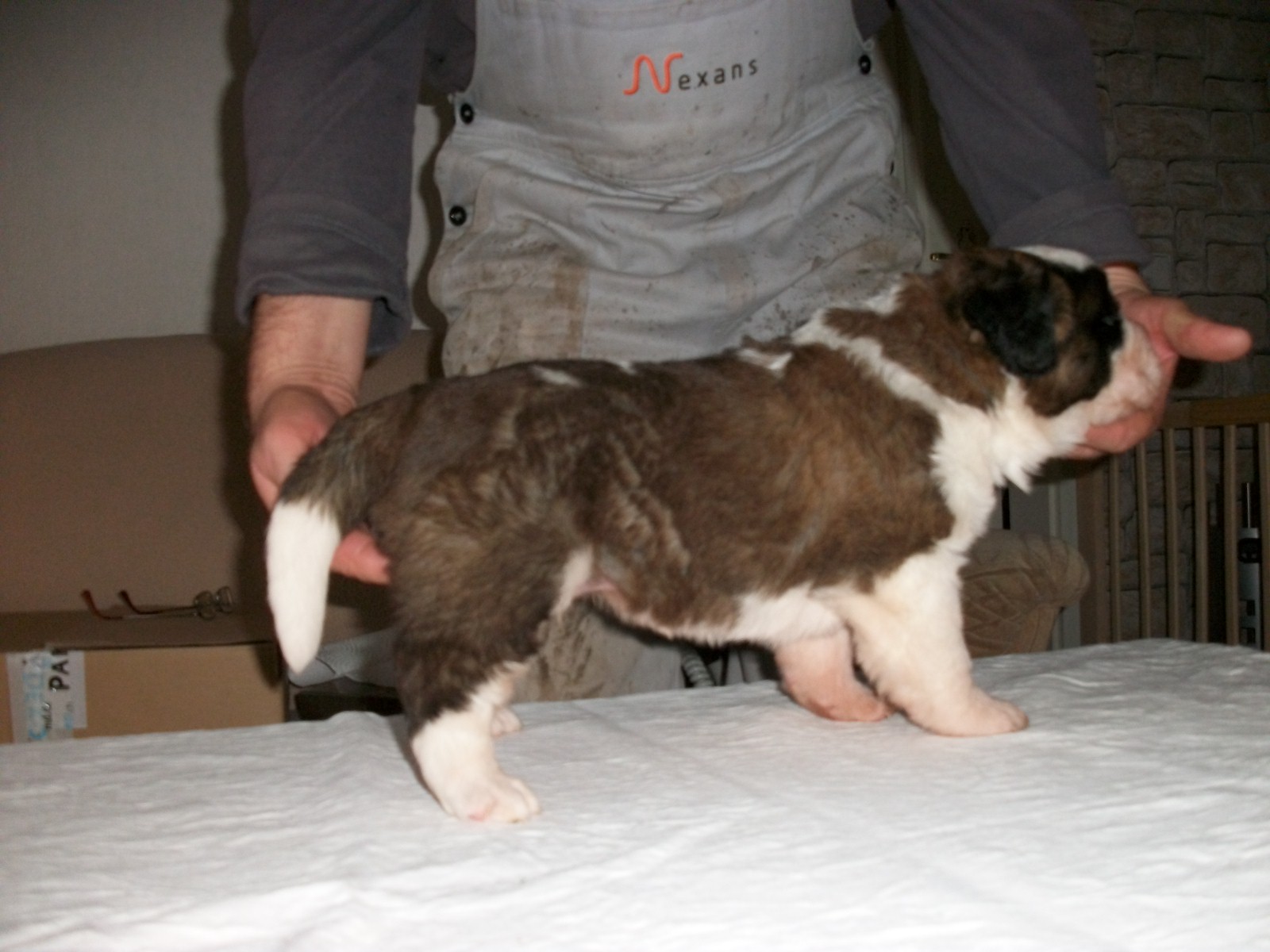 Welpen