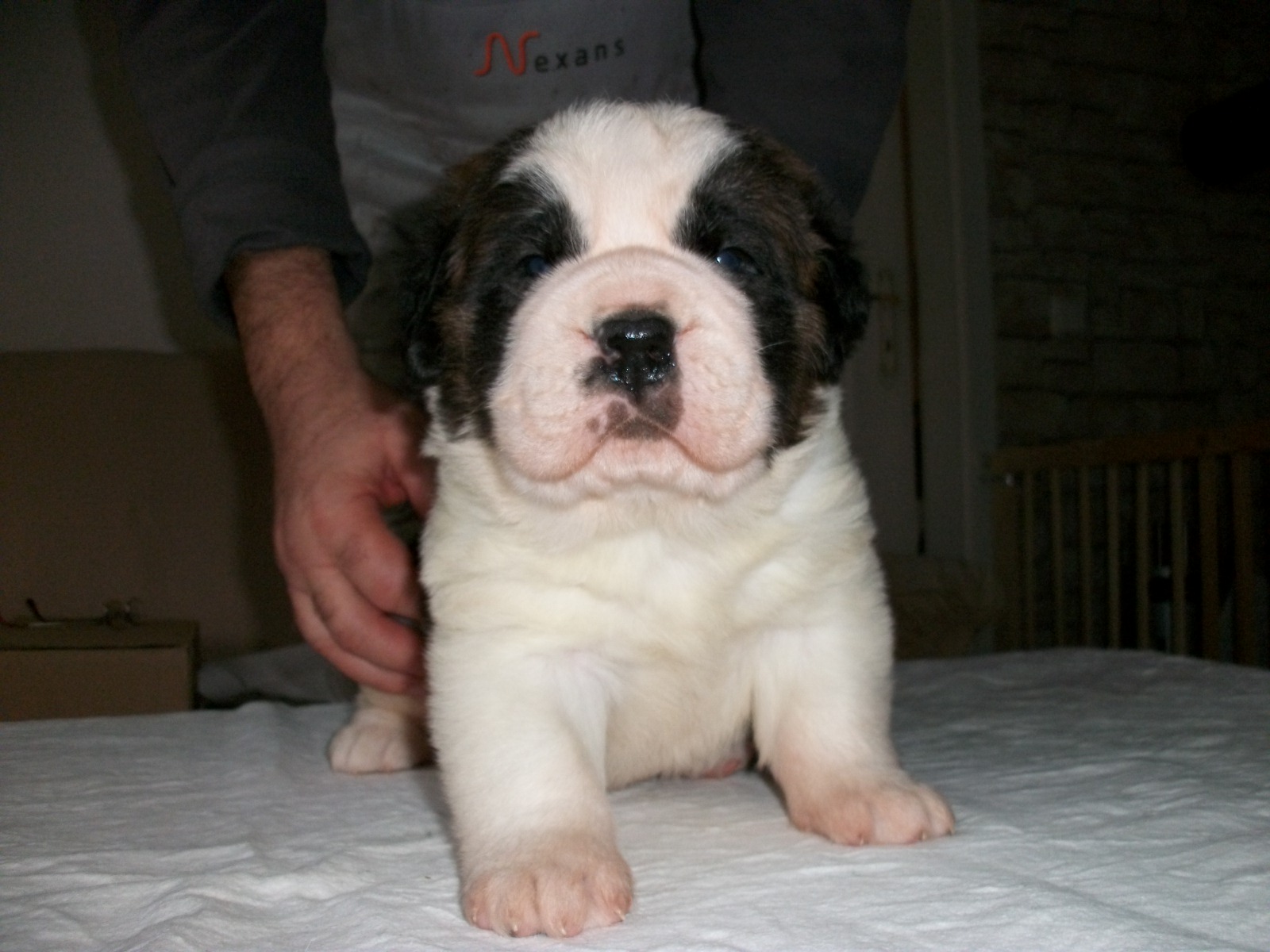Welpen