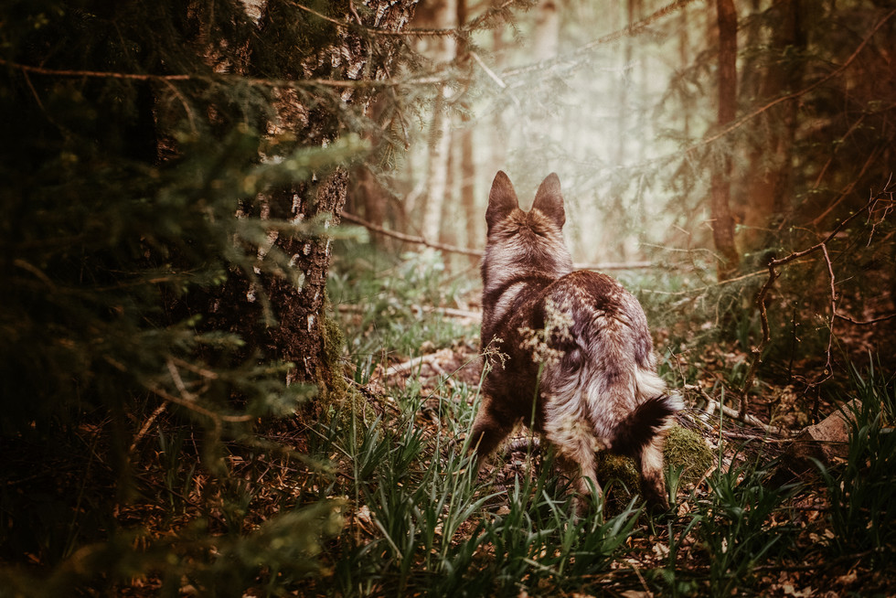 Tierfotografie_Hunde_Bad Kreuznach (9).j
