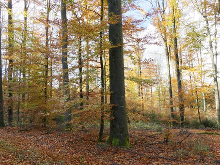 黒い森ハイキング