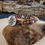 Thumbnail: Petrified Wood With Rose Compass Button