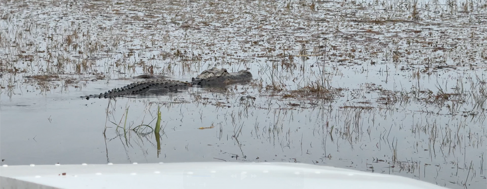 Alligator swimming in murky water during an airboat ride at the Everglades Safari Park