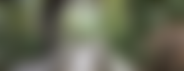 Boardwalk through the Mahogany Hammock Trail in the Florida Everglades National Park