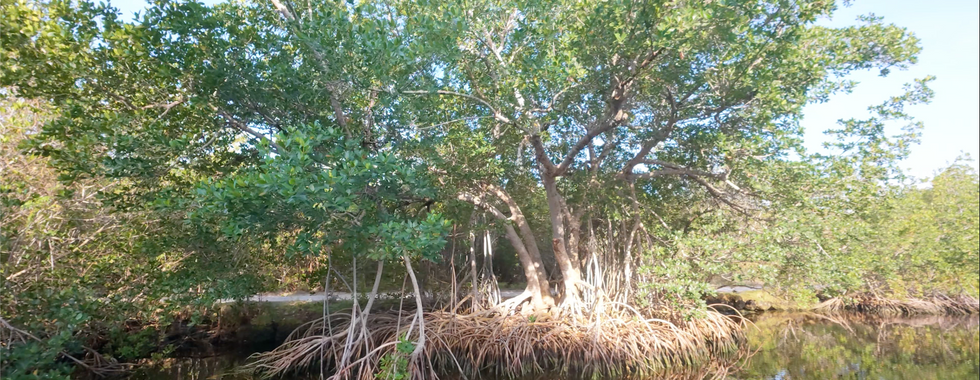 Large mangrove tree seen on the Backcountry Boat tour in Flamingo Florida