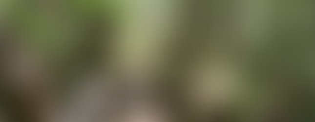 Forested section of the Gumbo Limbo trail