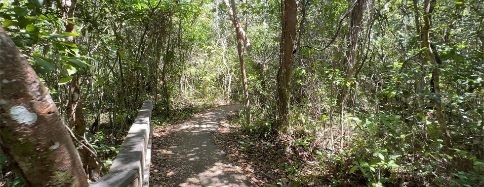 Forested section of the Gumbo Limbo trail