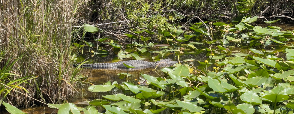 Alligator in a swamp on the Anhinga Trail