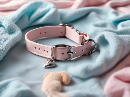 ¡Encuentra los mejores accesorios para mascotas en MojiGato!