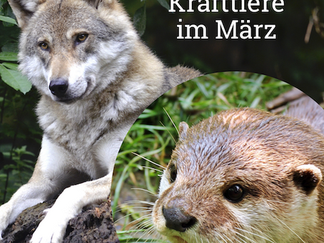 Krafttiere im März 2021
