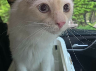 Pet Export from Thailand to China: How Lemon's Titer Test Avoided a 30-Day Quarantine