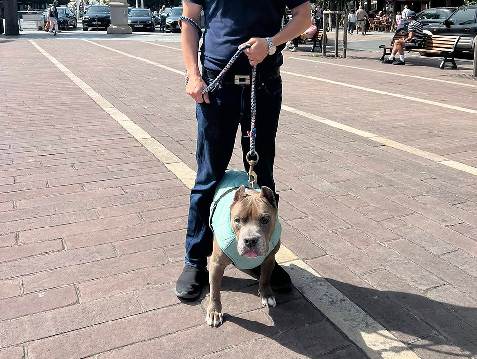 client-walking-dog-europe-after-relocation