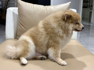 Pet Export from Thailand: Brownie the Pomeranian's Journey to the US