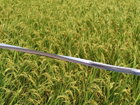 たんぼ日記　首を垂れる稲穂かな