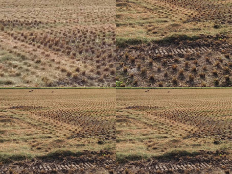 稲刈り　vol.2　お米が好き