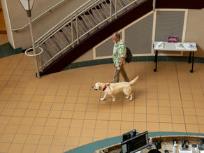 "All Dogs Should Have Jobs"